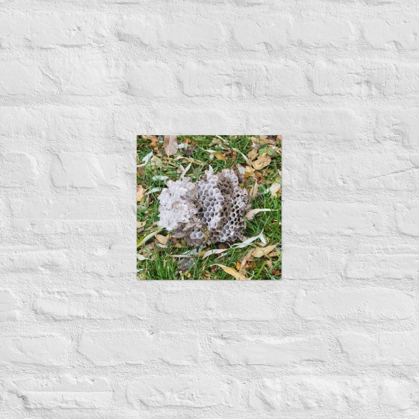 Fallen Wasp Nest: Alex Pendle Matte Photo Print, Sees Nature Series - Death World LLC - 12″×12″