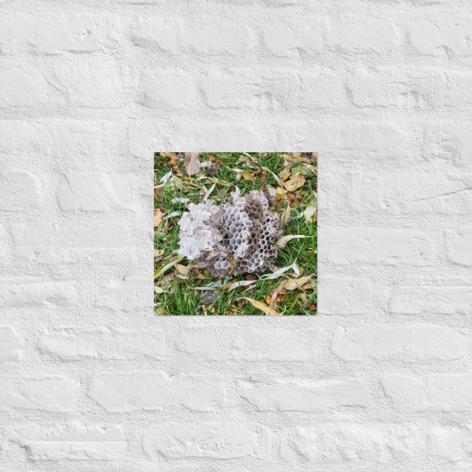 Fallen Wasp Nest: Alex Pendle Matte Photo Print, Sees Nature Series - Death World LLC - 12″×12″