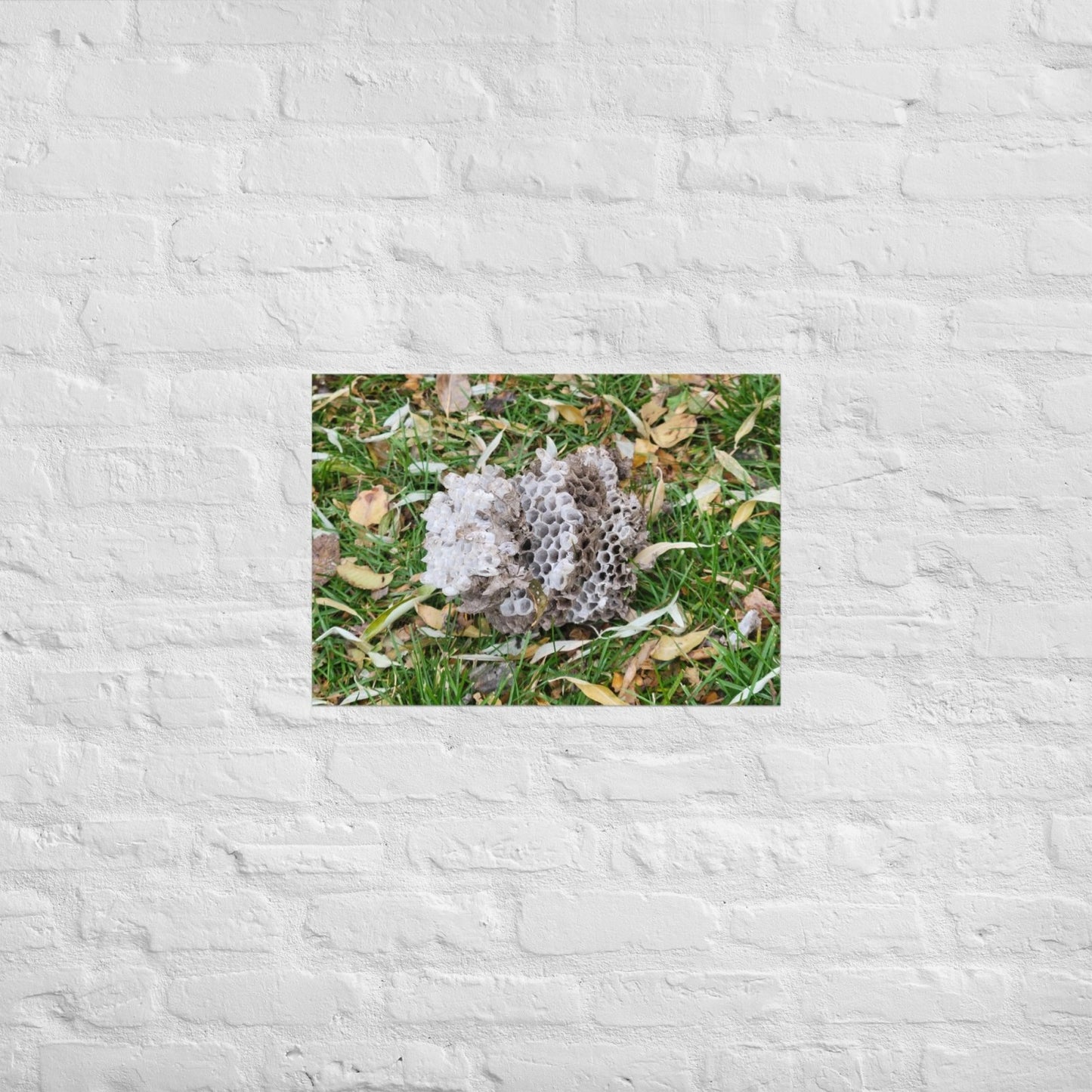 Fallen Wasp Nest: Alex Pendle Matte Photo Print, Sees Nature Series - Death World LLC - A2 (16.5″×23.3″)