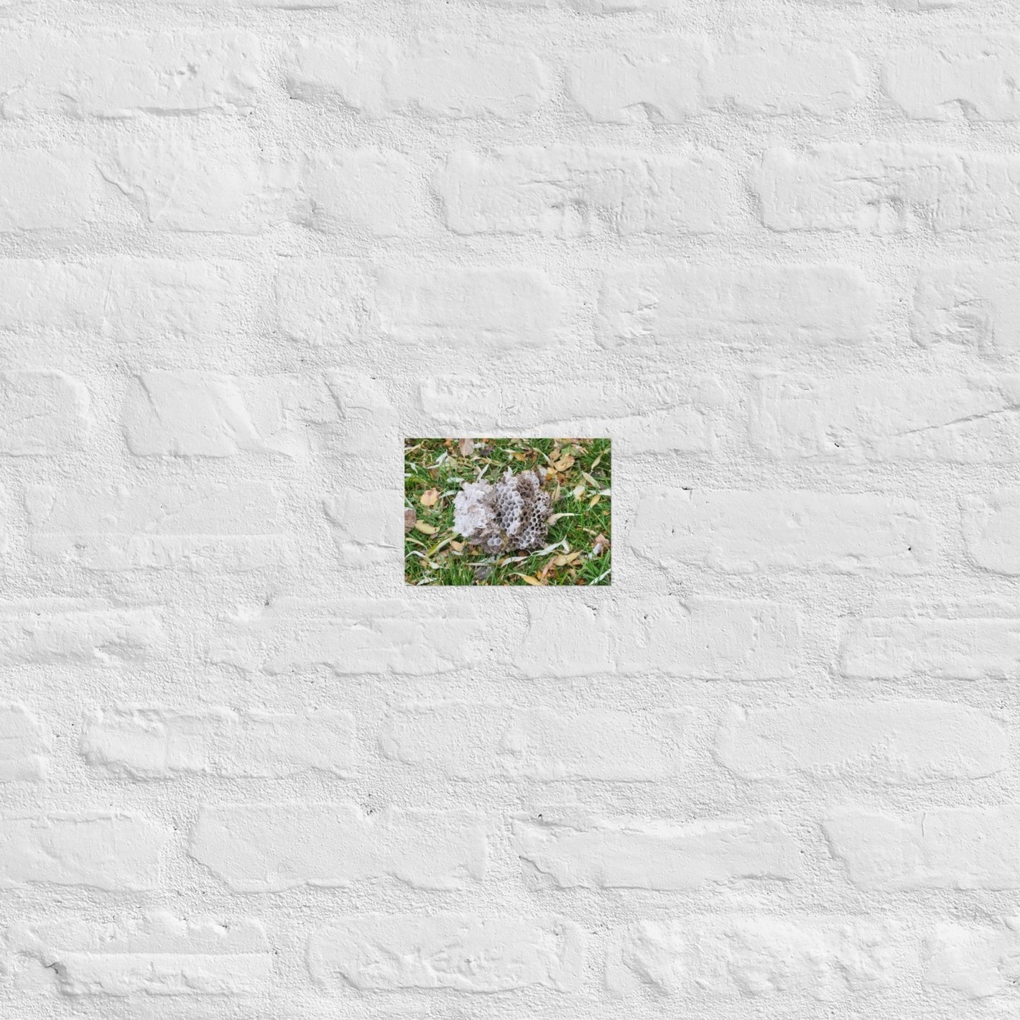 Fallen Wasp Nest: Alex Pendle Matte Photo Print, Sees Nature Series - Death World LLC - 5″×7″