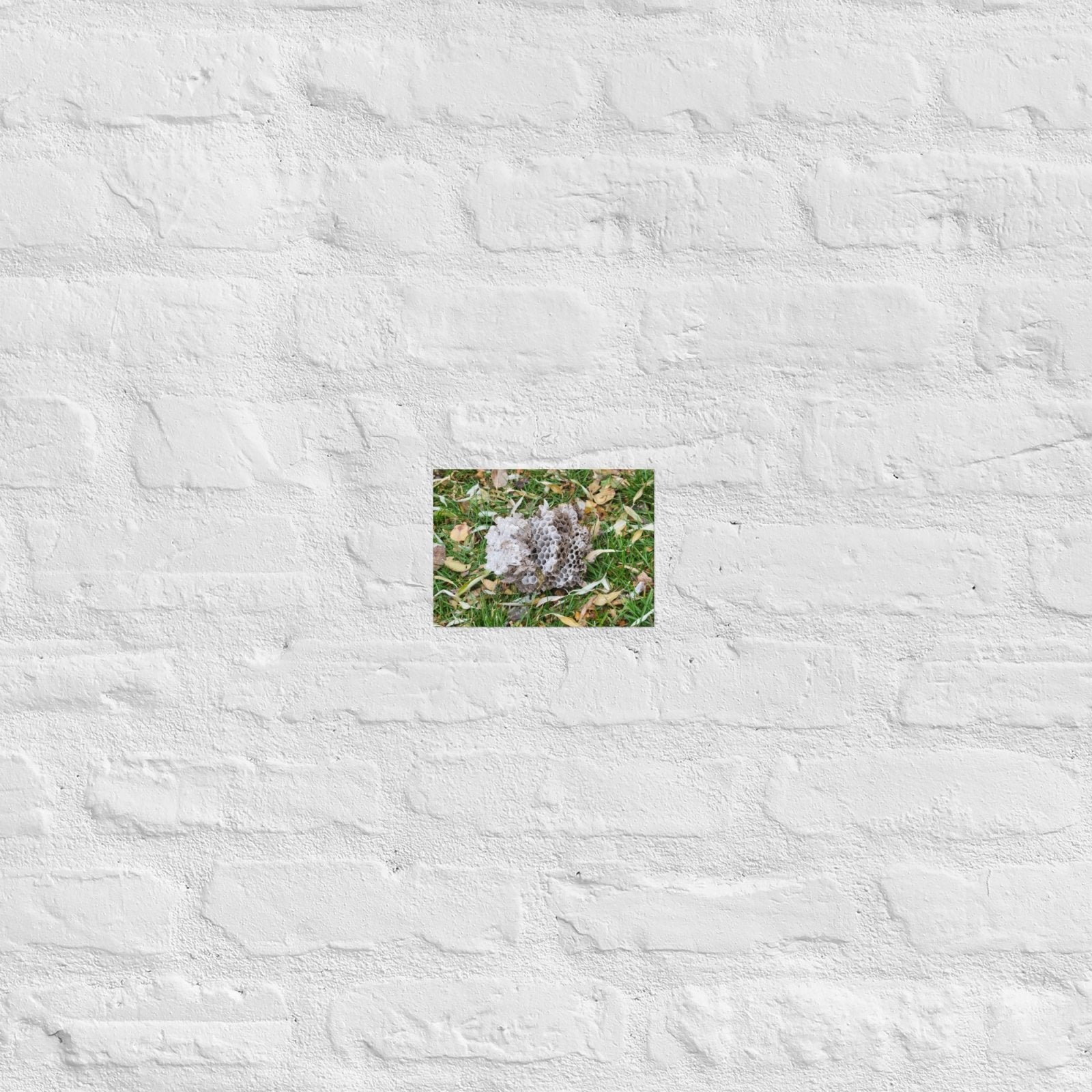 Fallen Wasp Nest: Alex Pendle Matte Photo Print, Sees Nature Series - Death World LLC - 5″×7″