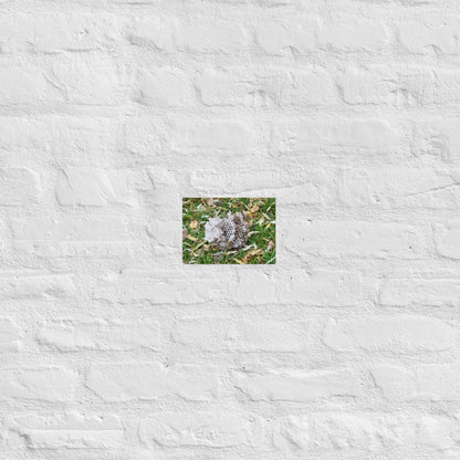 Fallen Wasp Nest: Alex Pendle Matte Photo Print, Sees Nature Series - Death World LLC - 5″×7″