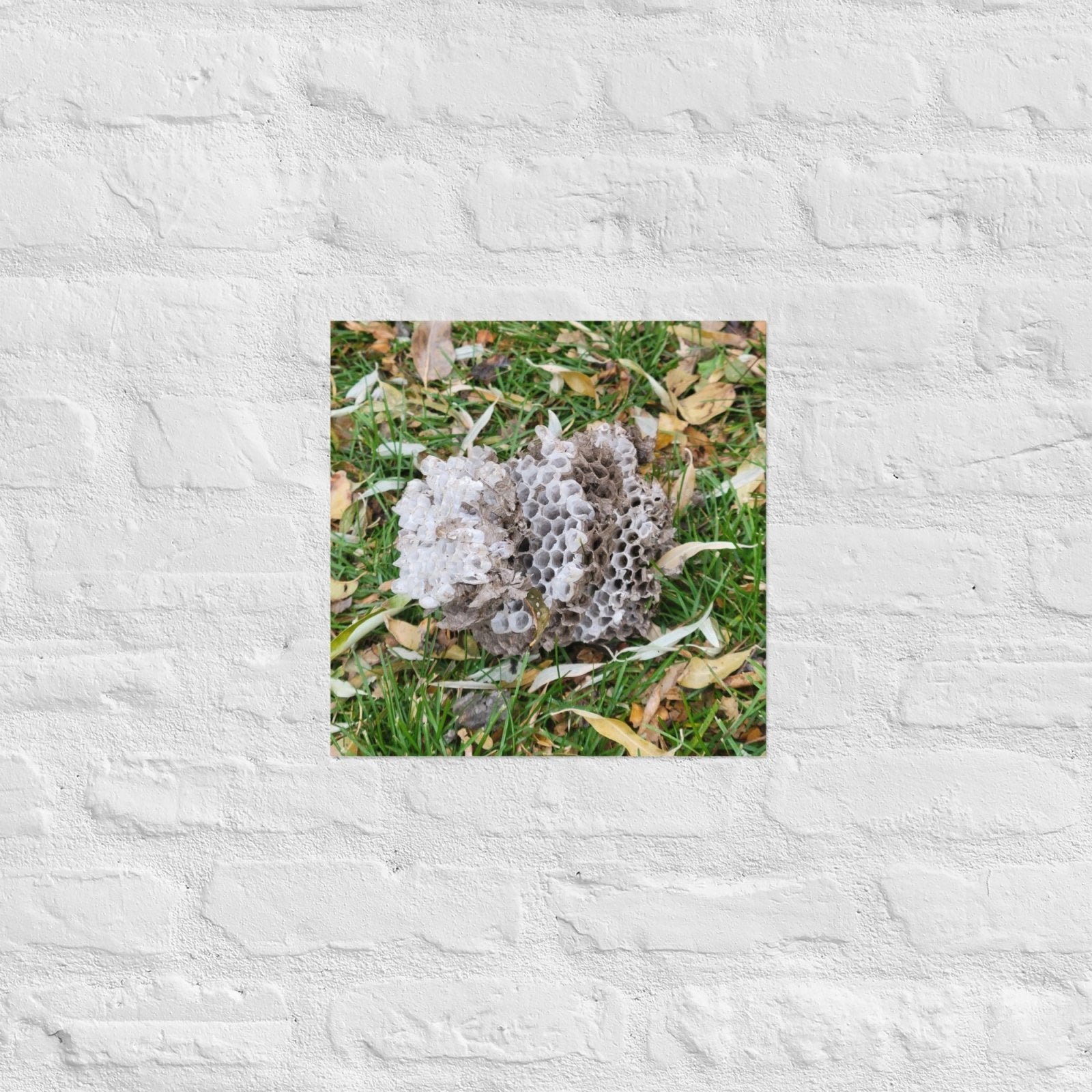 Fallen Wasp Nest: Alex Pendle Matte Photo Print, Sees Nature Series - Death World LLC - 14″×14″