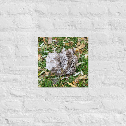 Fallen Wasp Nest: Alex Pendle Matte Photo Print, Sees Nature Series - Death World LLC - 14″×14″