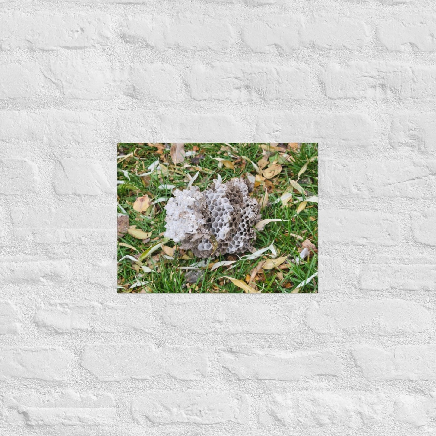 Fallen Wasp Nest: Alex Pendle Matte Photo Print, Sees Nature Series - Death World LLC - 12″×16″