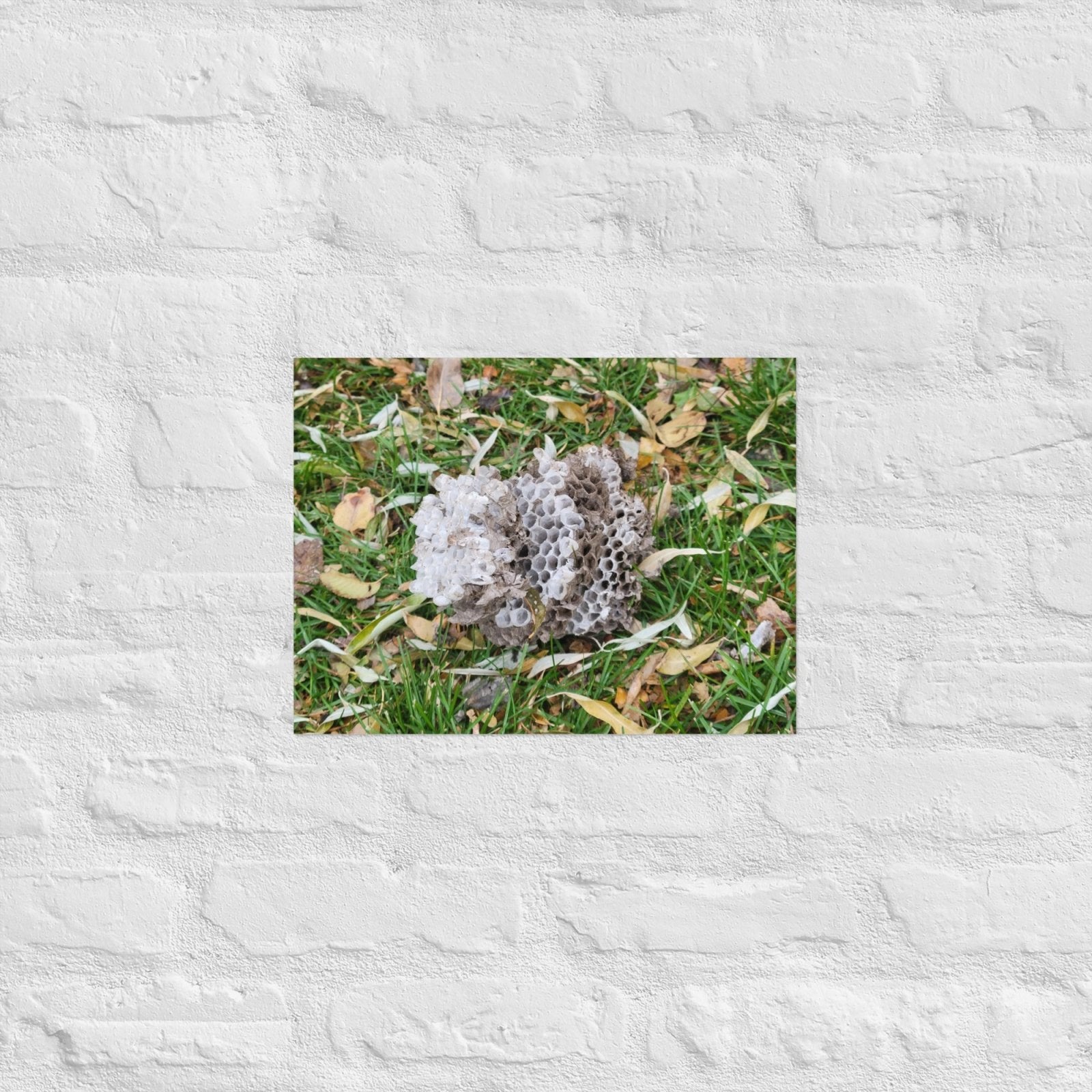 Fallen Wasp Nest: Alex Pendle Matte Photo Print, Sees Nature Series - Death World LLC - 12″×16″