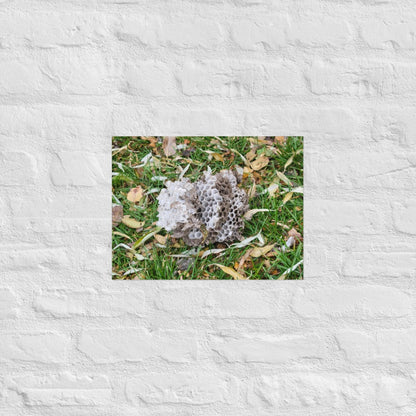 Fallen Wasp Nest: Alex Pendle Matte Photo Print, Sees Nature Series - Death World LLC - 12″×16″