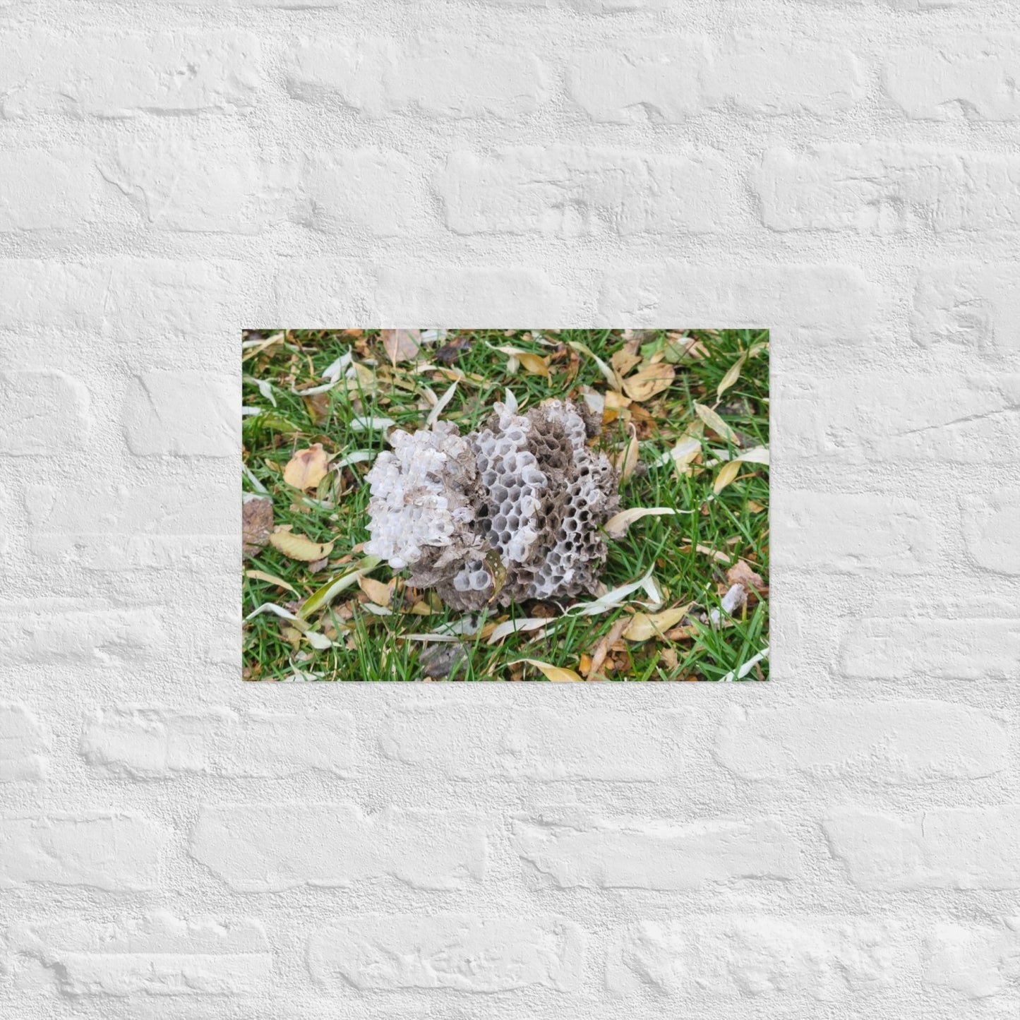 Fallen Wasp Nest: Alex Pendle Matte Photo Print, Sees Nature Series - Death World LLC - 12″×18″