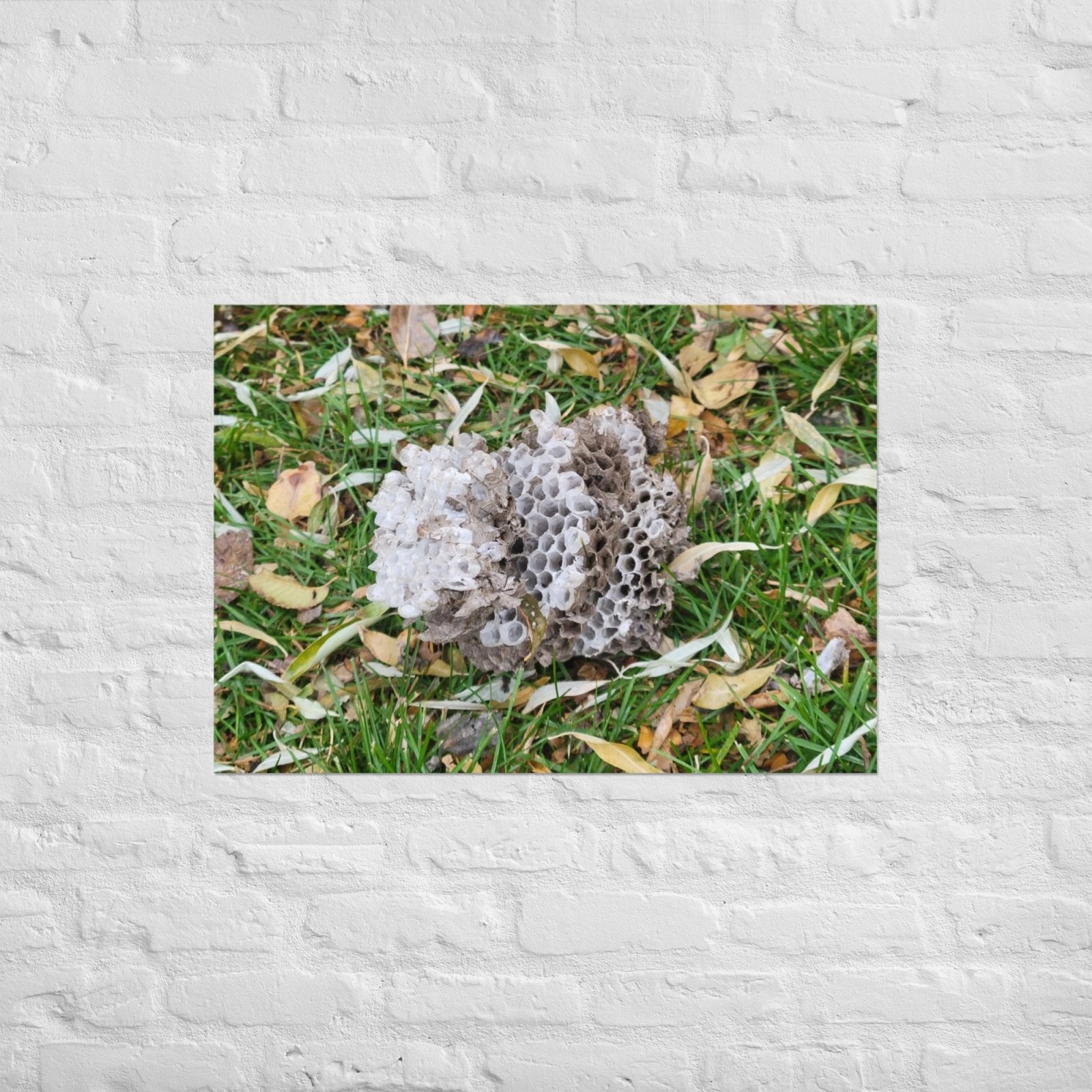 Fallen Wasp Nest: Alex Pendle Matte Photo Print, Sees Nature Series - Death World LLC - A1 (23.3″×33.1″)