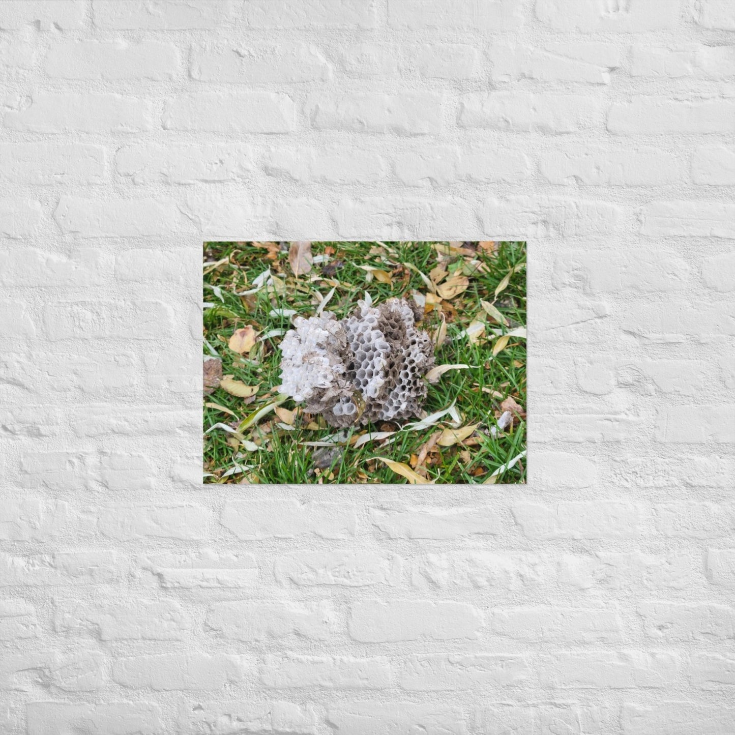 Fallen Wasp Nest: Alex Pendle Matte Photo Print, Sees Nature Series - Death World LLC - 18″×24″