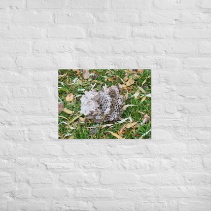 Fallen Wasp Nest: Alex Pendle Matte Photo Print, Sees Nature Series - Death World LLC - 18″×24″