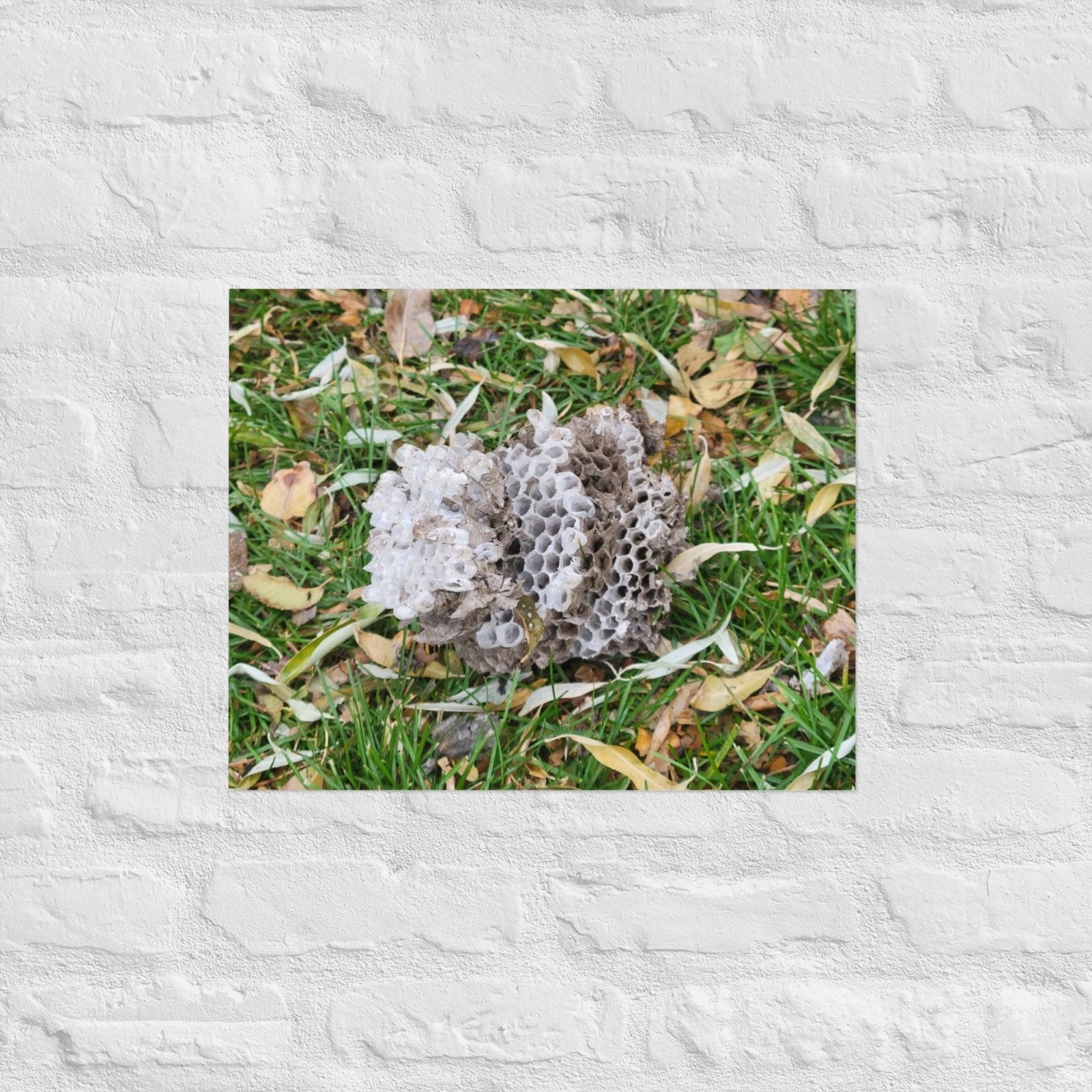 Fallen Wasp Nest: Alex Pendle Matte Photo Print, Sees Nature Series - Death World LLC - 16″×20″