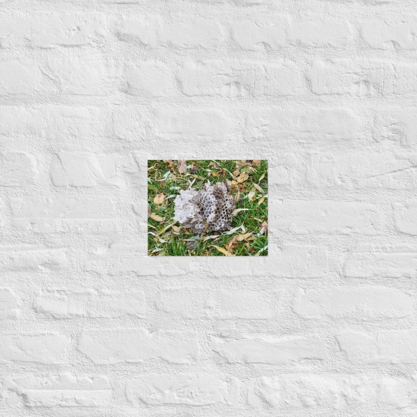 Fallen Wasp Nest: Alex Pendle Matte Photo Print, Sees Nature Series - Death World LLC - 8″×10″