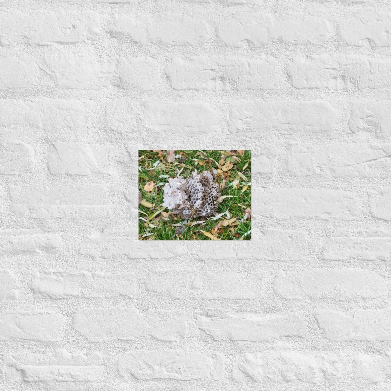 Fallen Wasp Nest: Alex Pendle Matte Photo Print, Sees Nature Series - Death World LLC - 8″×10″