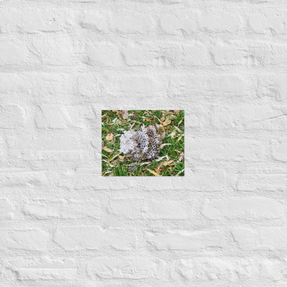 Fallen Wasp Nest: Alex Pendle Matte Photo Print, Sees Nature Series - Death World LLC - 8″×10″