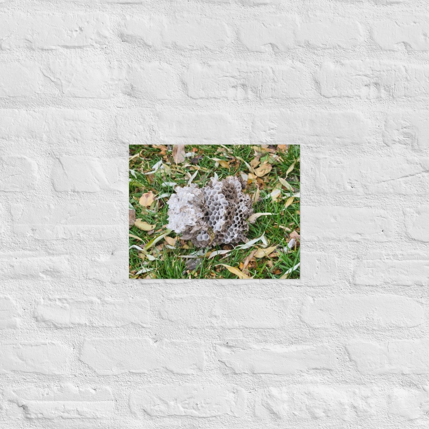 Fallen Wasp Nest: Alex Pendle Matte Photo Print, Sees Nature Series - Death World LLC - 11″×14″