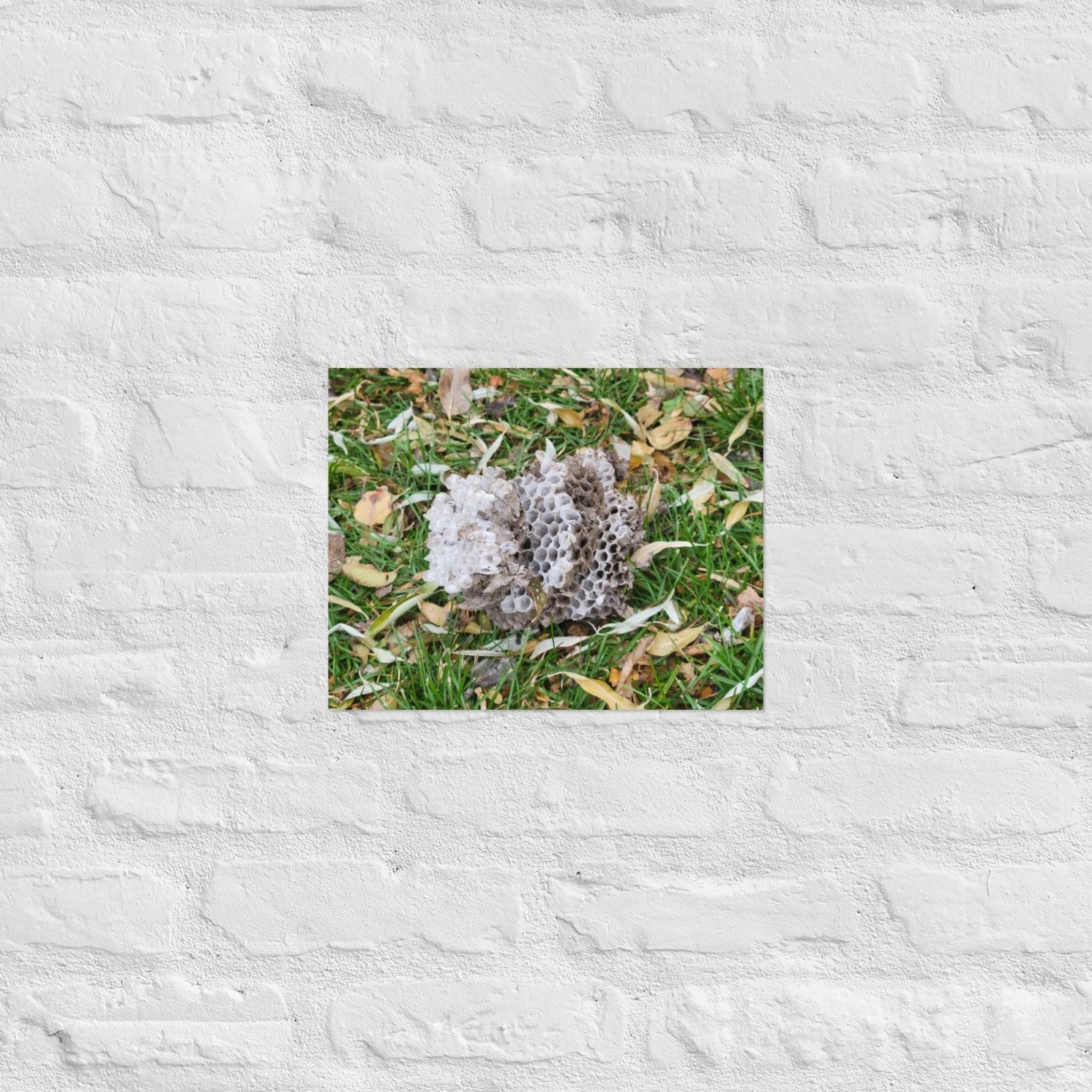 Fallen Wasp Nest: Alex Pendle Matte Photo Print, Sees Nature Series - Death World LLC - 11″×14″