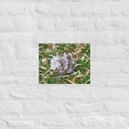 Fallen Wasp Nest: Alex Pendle Matte Photo Print, Sees Nature Series - Death World LLC - 11″×14″
