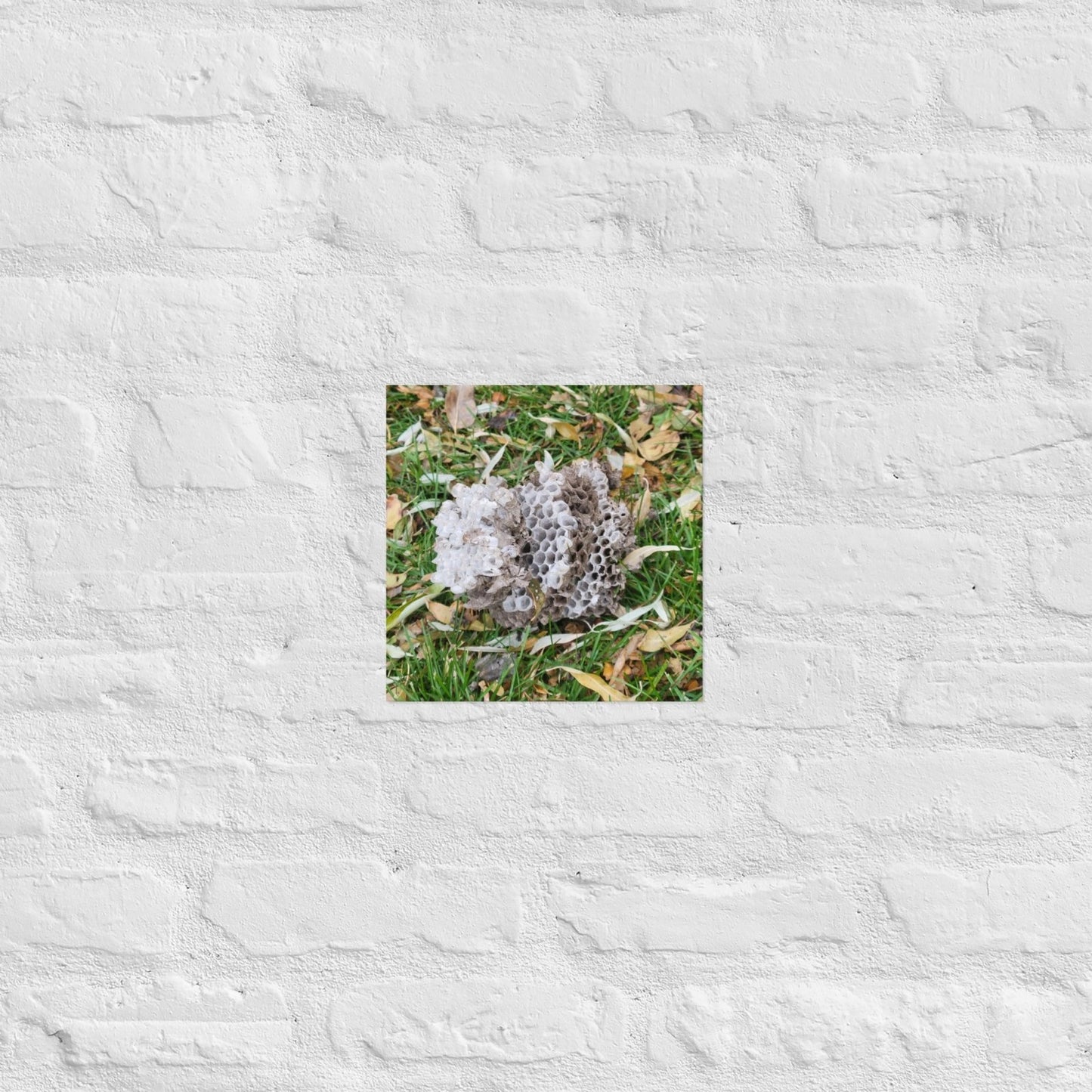 Fallen Wasp Nest: Alex Pendle Matte Photo Print, Sees Nature Series - Death World LLC - 10″×10″