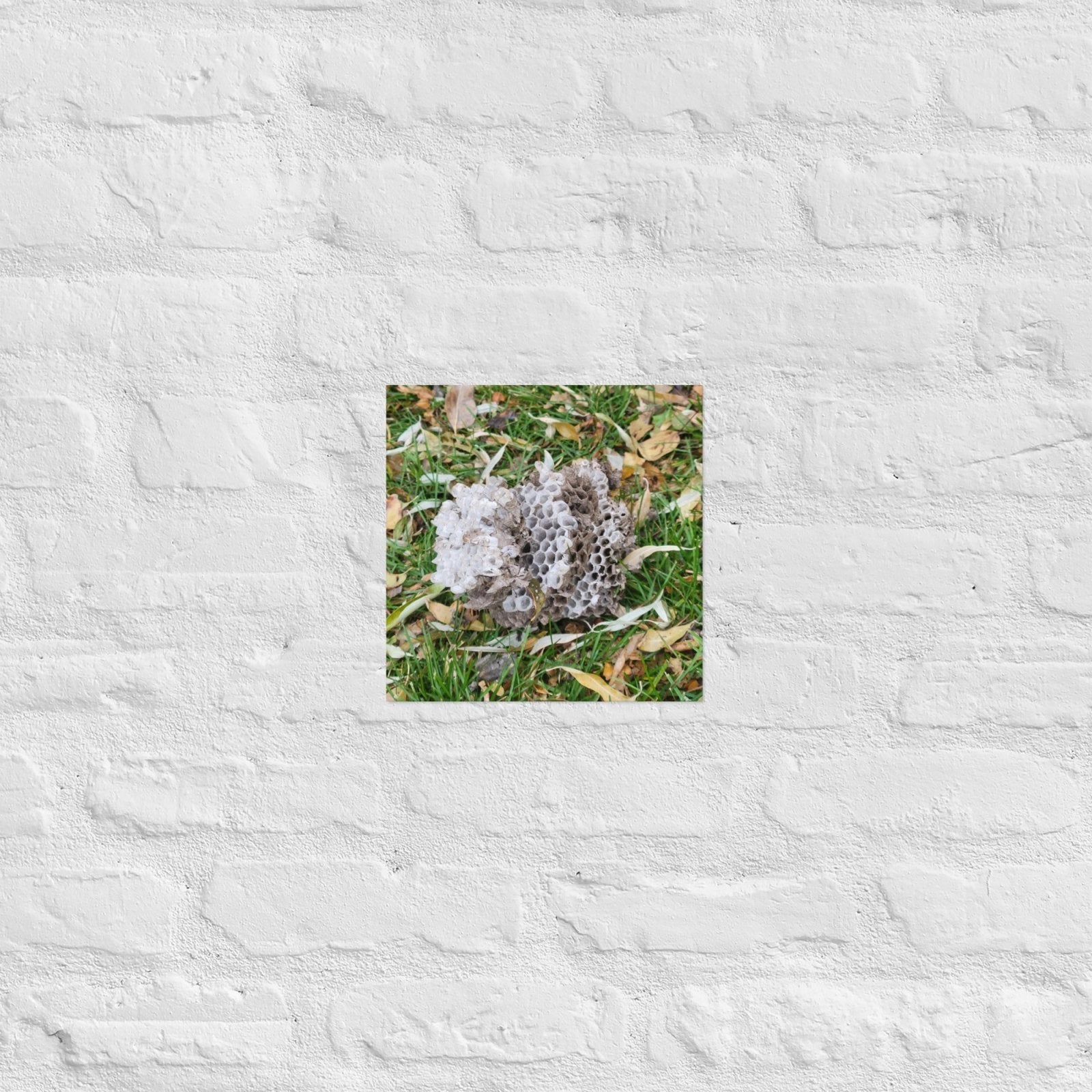 Fallen Wasp Nest: Alex Pendle Matte Photo Print, Sees Nature Series - Death World LLC - 10″×10″