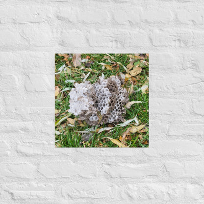 Fallen Wasp Nest: Alex Pendle Matte Photo Print, Sees Nature Series - Death World LLC - 16″×16″