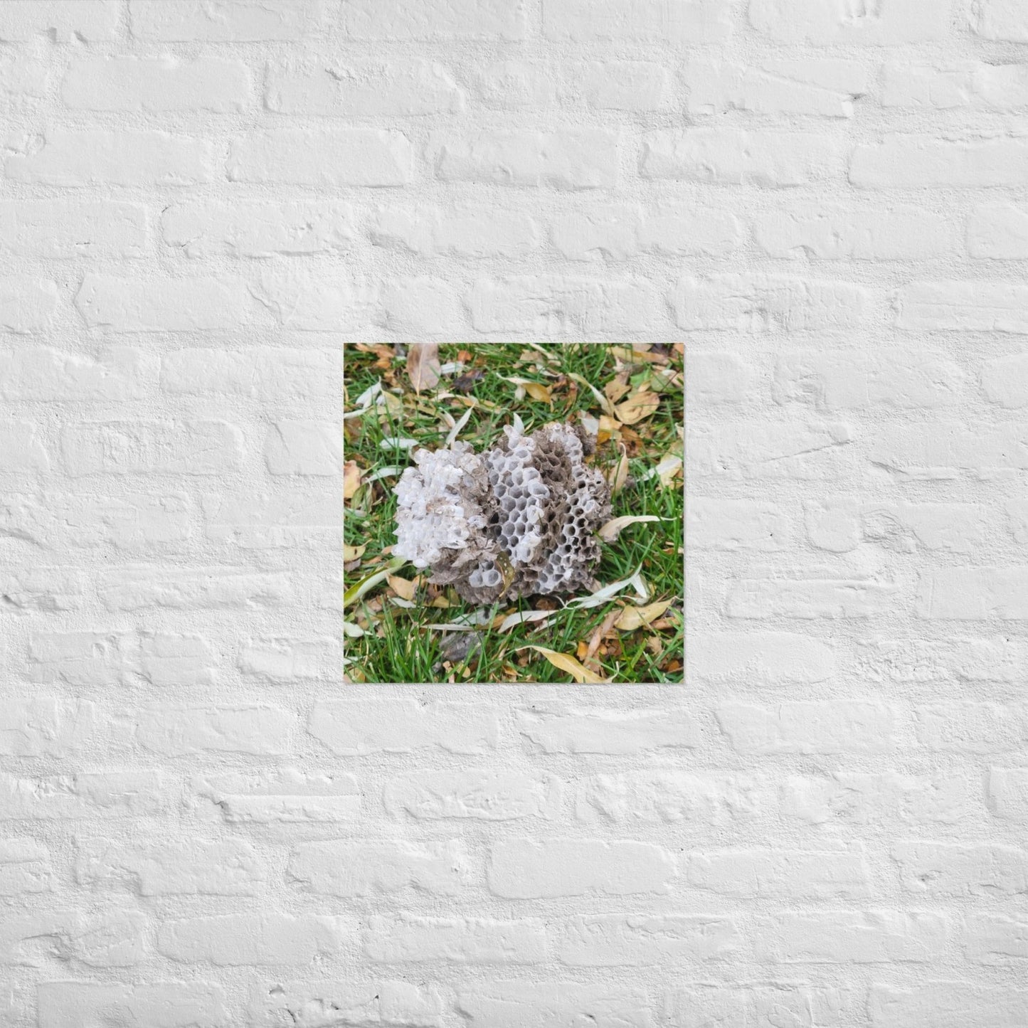 Fallen Wasp Nest: Alex Pendle Matte Photo Print, Sees Nature Series - Death World LLC - 18″×18″