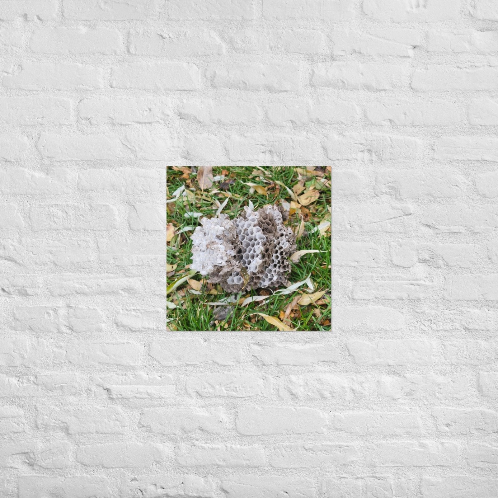 Fallen Wasp Nest: Alex Pendle Matte Photo Print, Sees Nature Series - Death World LLC - 18″×18″