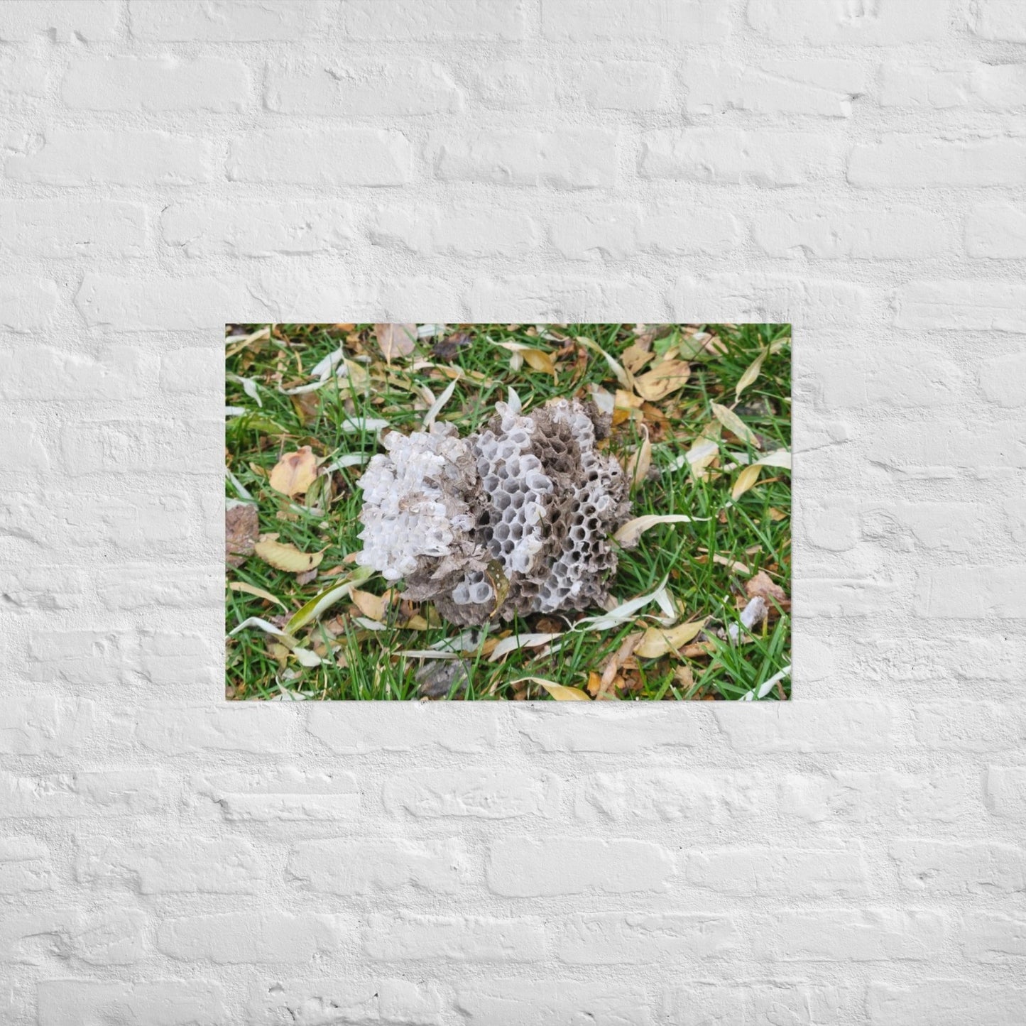 Fallen Wasp Nest: Alex Pendle Matte Photo Print, Sees Nature Series - Death World LLC - 20″×30″