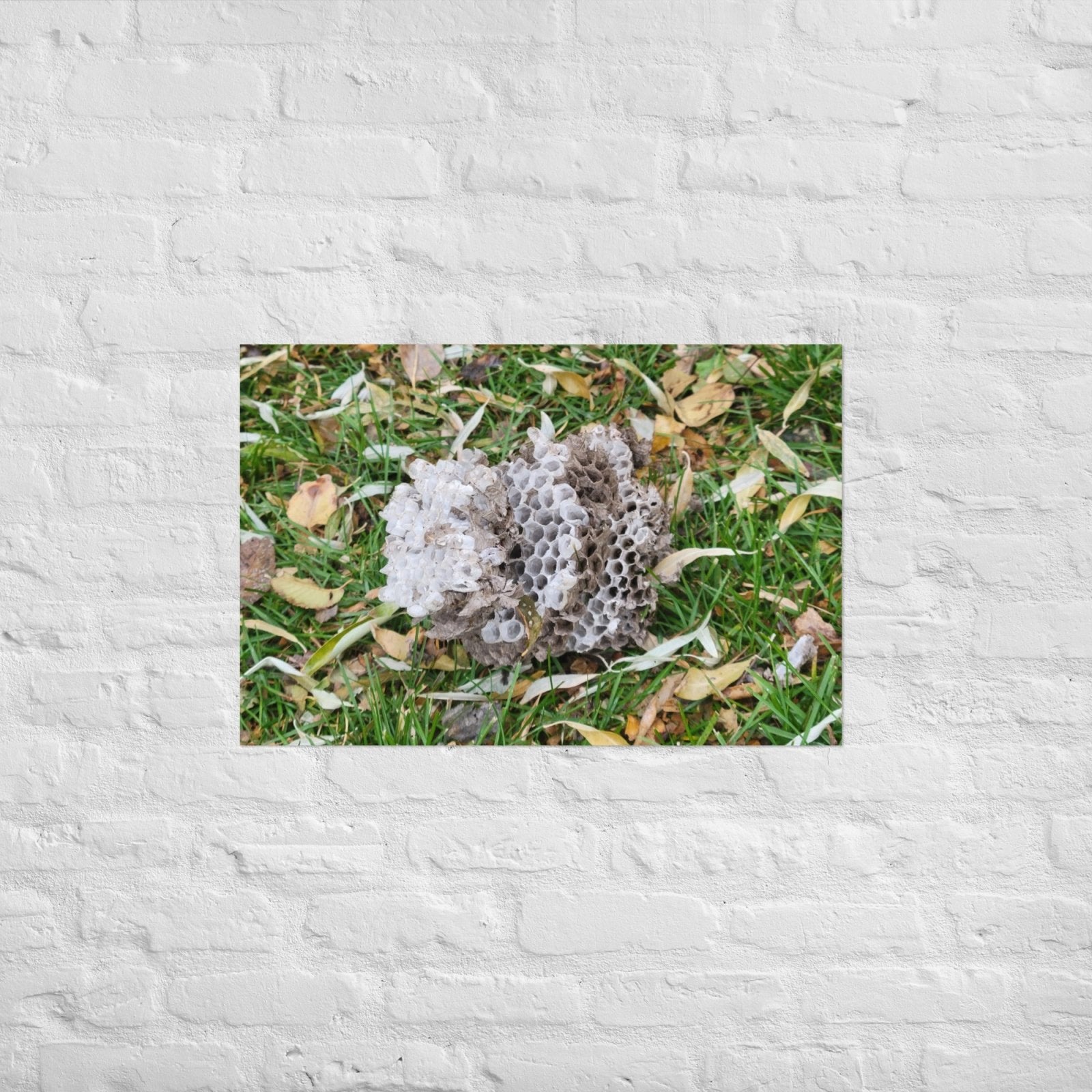 Fallen Wasp Nest: Alex Pendle Matte Photo Print, Sees Nature Series - Death World LLC - 20″×30″