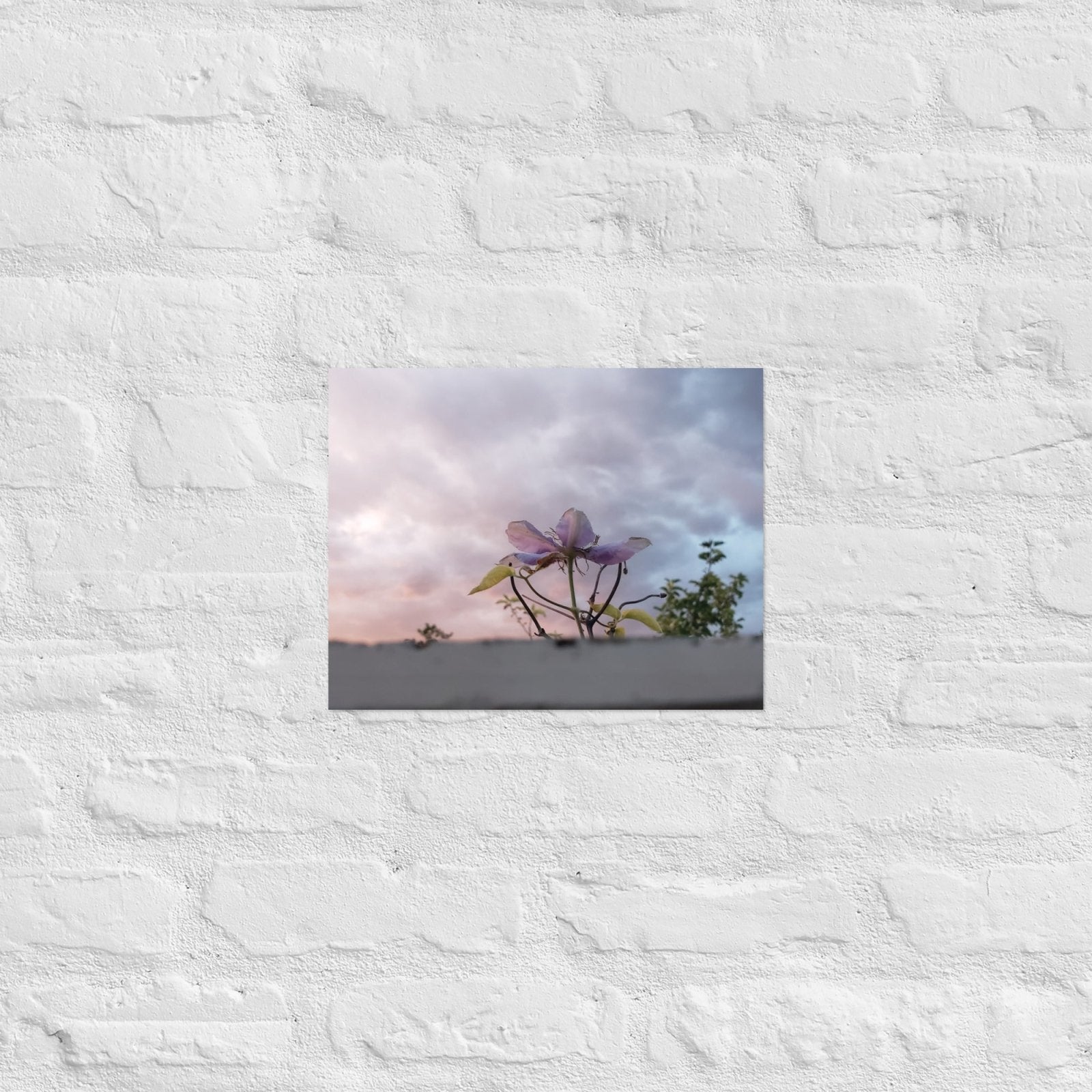 Flowering to the Sky: Alex Pendle Matte Photo Print, Sees Nature Series - Death World LLC - 11″×14″