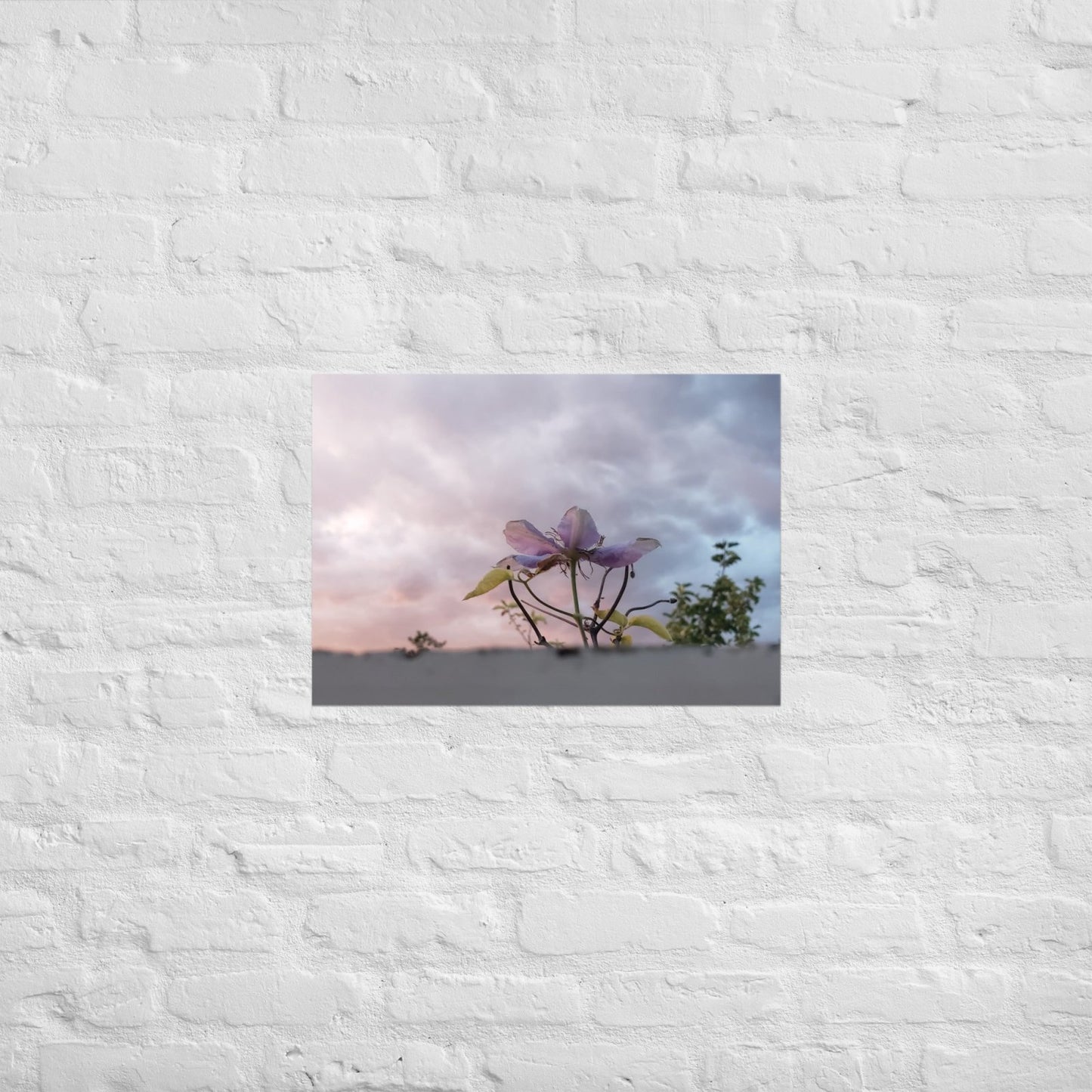 Flowering to the Sky: Alex Pendle Matte Photo Print, Sees Nature Series - Death World LLC - A2 (16.5″×23.3″)