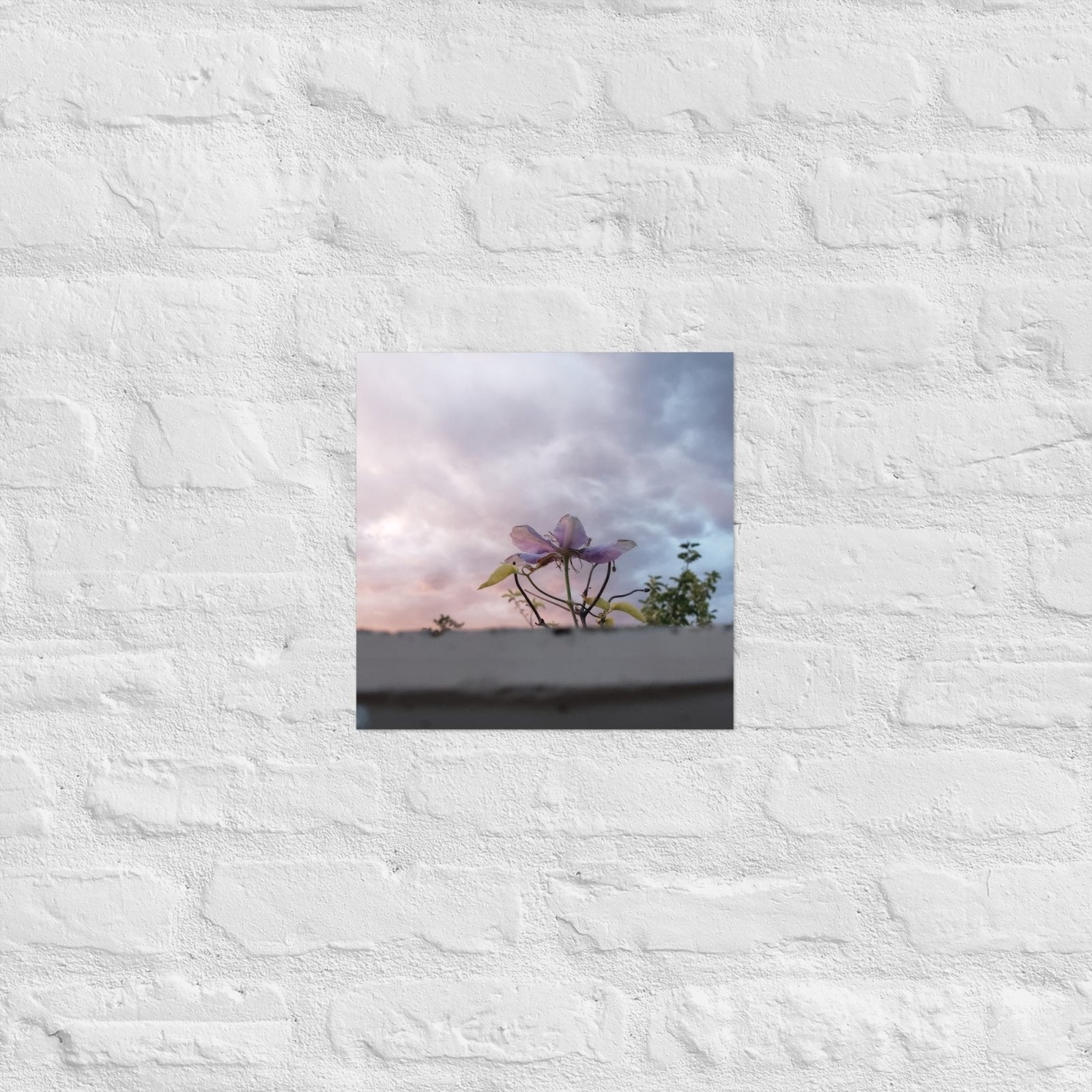 Flowering to the Sky: Alex Pendle Matte Photo Print, Sees Nature Series - Death World LLC - 12″×12″