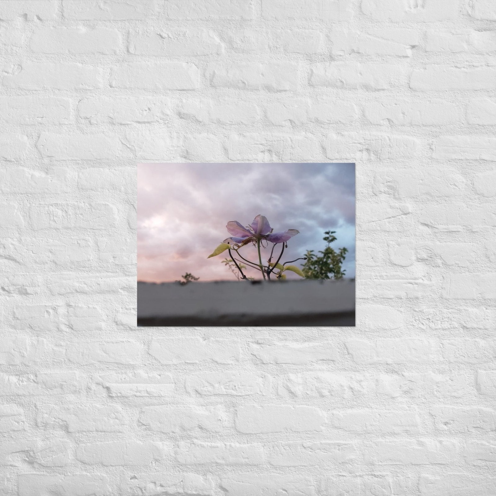 Flowering to the Sky: Alex Pendle Matte Photo Print, Sees Nature Series - Death World LLC - 18″×24″