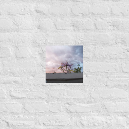 Flowering to the Sky: Alex Pendle Matte Photo Print, Sees Nature Series - Death World LLC - 10″×10″