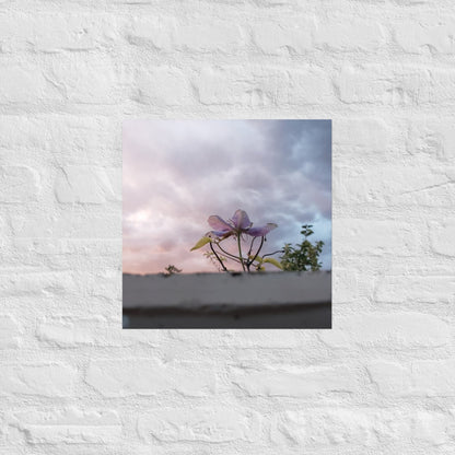 Flowering to the Sky: Alex Pendle Matte Photo Print, Sees Nature Series - Death World LLC - 16″×16″