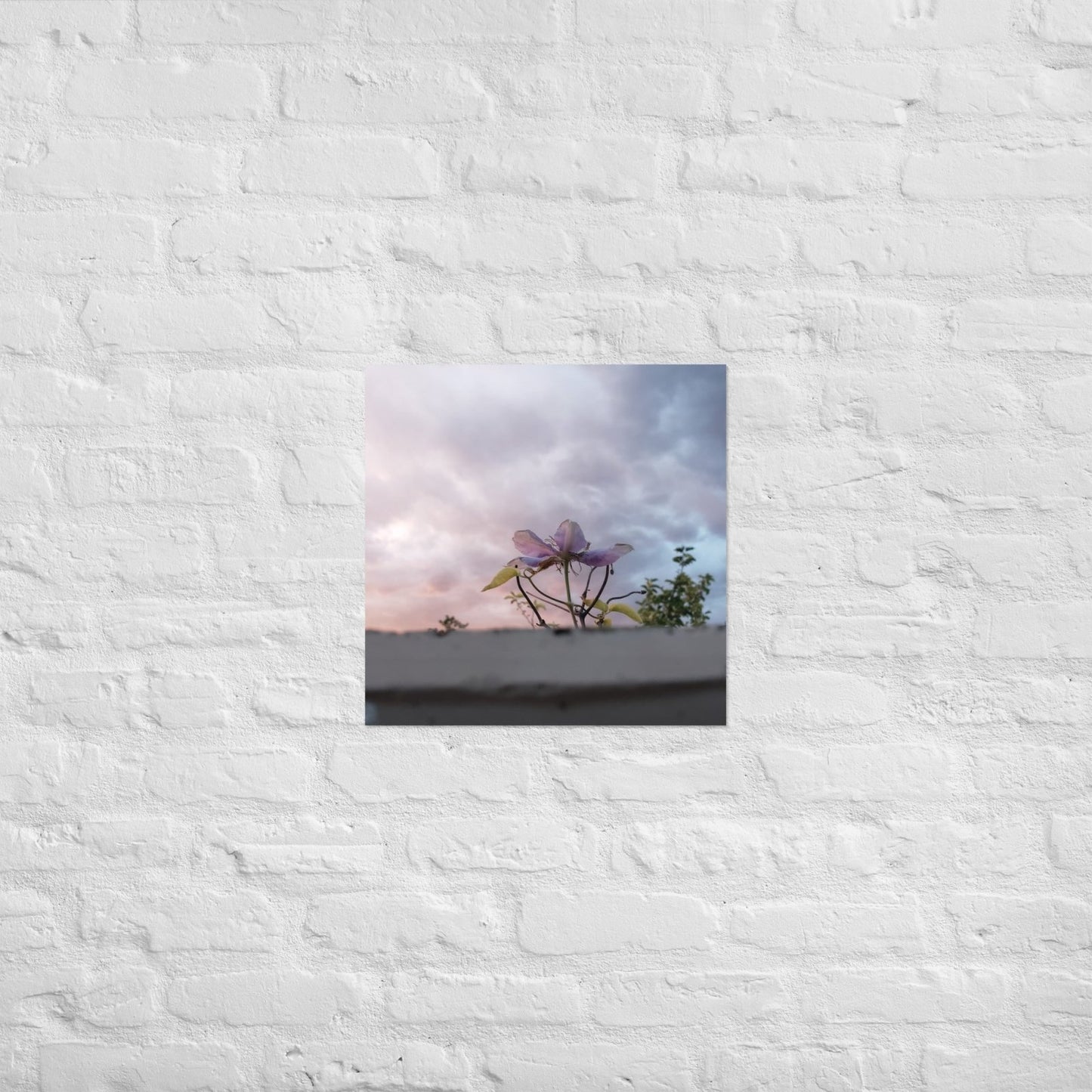 Flowering to the Sky: Alex Pendle Matte Photo Print, Sees Nature Series - Death World LLC - 18″×18″