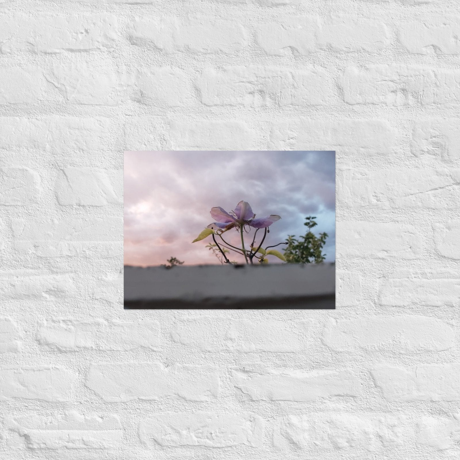 Flowering to the Sky: Alex Pendle Matte Photo Print, Sees Nature Series - Death World LLC - 12″×16″
