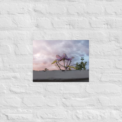 Flowering to the Sky: Alex Pendle Matte Photo Print, Sees Nature Series - Death World LLC - 12″×16″