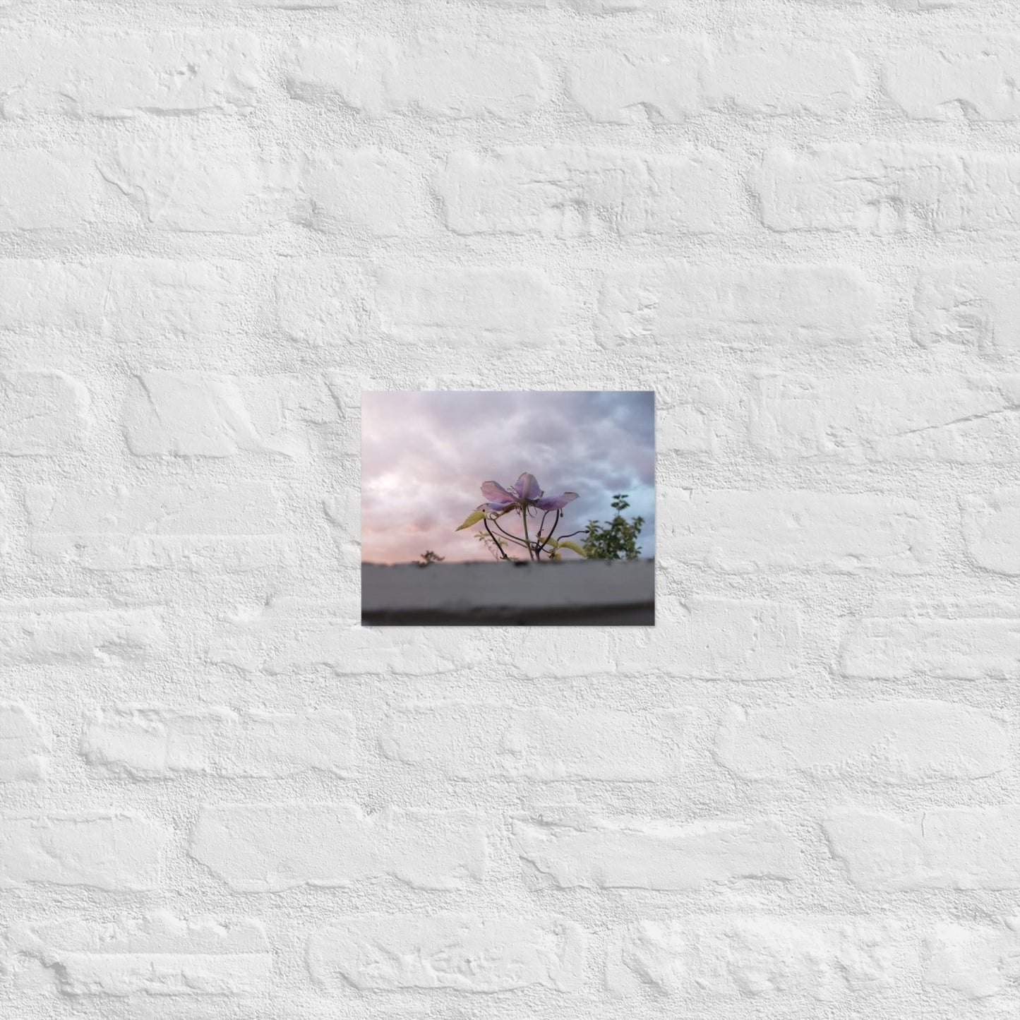 Flowering to the Sky: Alex Pendle Matte Photo Print, Sees Nature Series - Death World LLC - 8″×10″