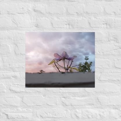 Flowering to the Sky: Alex Pendle Matte Photo Print, Sees Nature Series - Death World LLC - 16″×20″