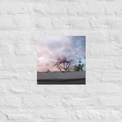 Flowering to the Sky: Alex Pendle Matte Photo Print, Sees Nature Series - Death World LLC - 14″×14″