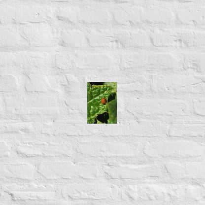 Ladybug on a Spiky Leaf: Alex Pendle Matte Photo Print, Sees Nature Series - Death World LLC - 5″×7″
