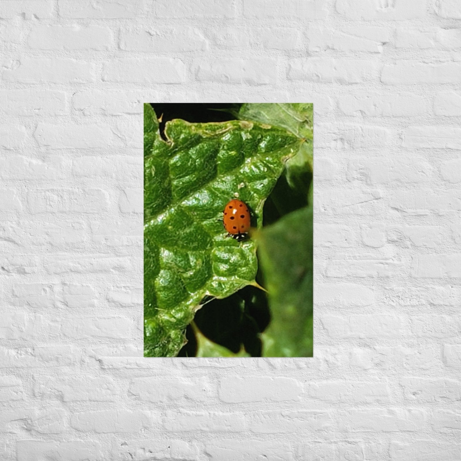 Ladybug on a Spiky Leaf: Alex Pendle Matte Photo Print, Sees Nature Series - Death World LLC - 20″×30″