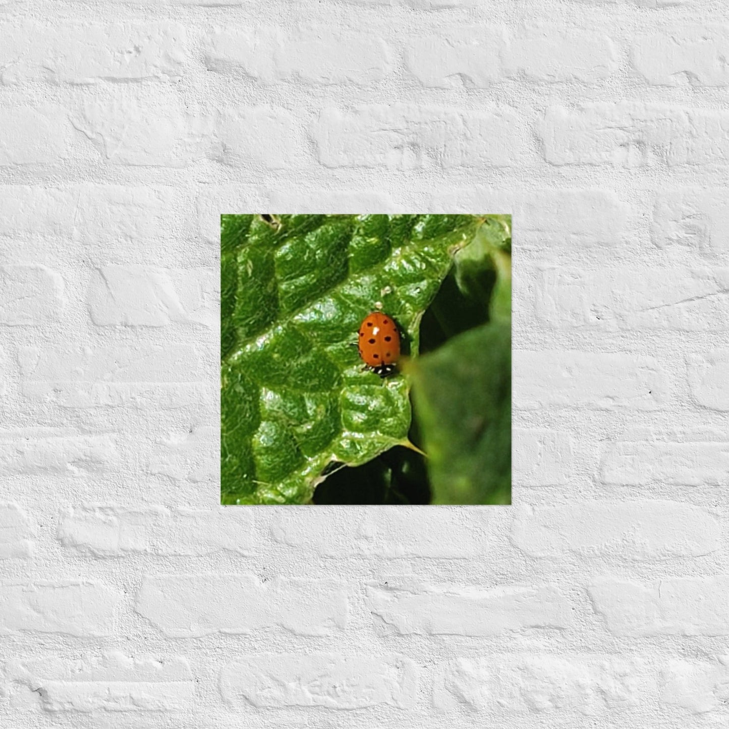 Ladybug on a Spiky Leaf: Alex Pendle Matte Photo Print, Sees Nature Series - Death World LLC - 14″×14″