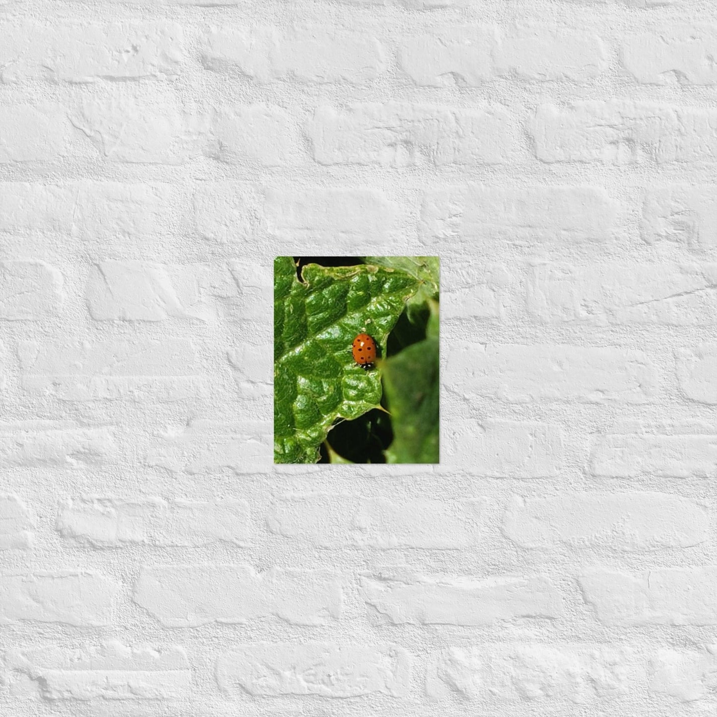 Ladybug on a Spiky Leaf: Alex Pendle Matte Photo Print, Sees Nature Series - Death World LLC - 8″×10″
