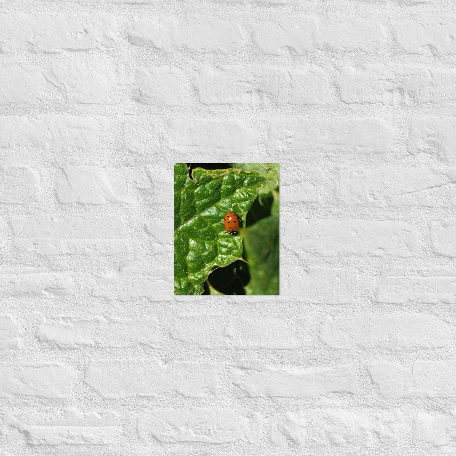 Ladybug on a Spiky Leaf: Alex Pendle Matte Photo Print, Sees Nature Series - Death World LLC - 8″×10″