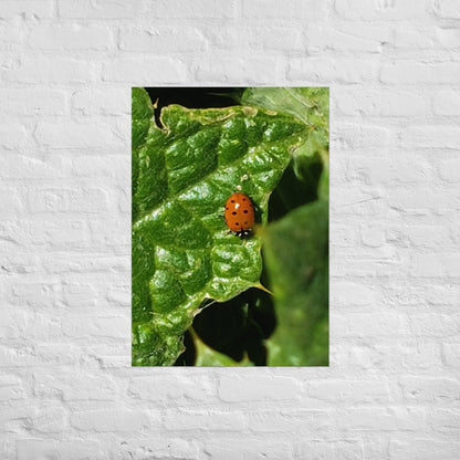 Ladybug on a Spiky Leaf: Alex Pendle Matte Photo Print, Sees Nature Series - Death World LLC - A1 (23.3″×33.1″)