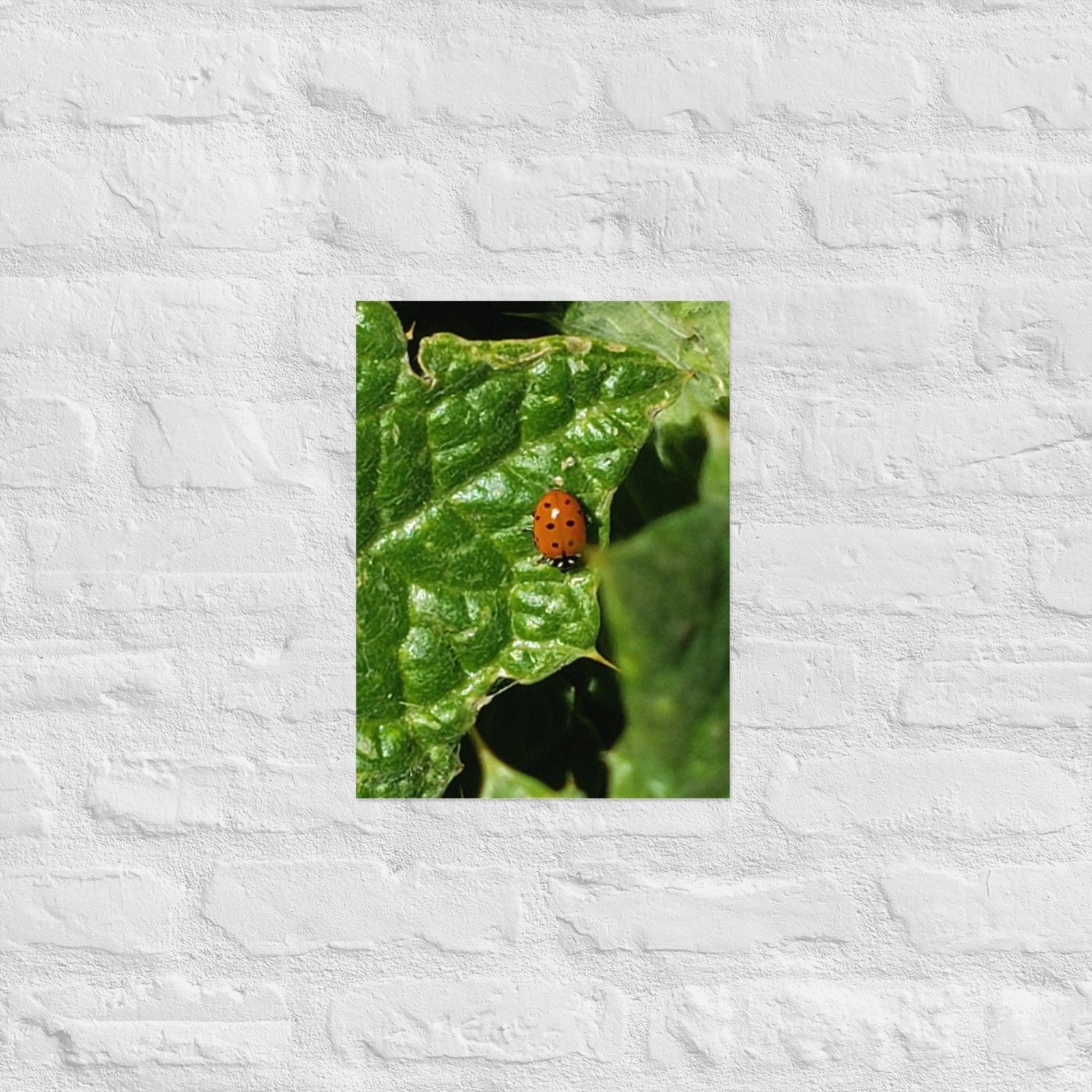 Ladybug on a Spiky Leaf: Alex Pendle Matte Photo Print, Sees Nature Series - Death World LLC - 12″×16″