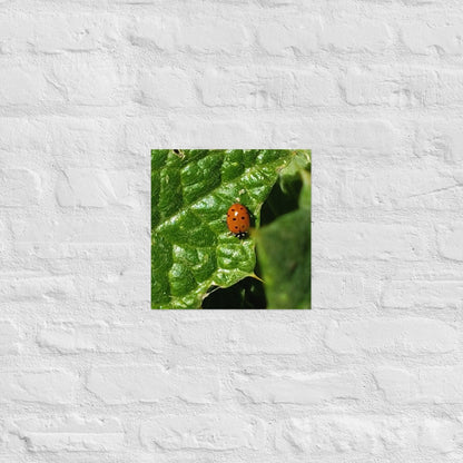 Ladybug on a Spiky Leaf: Alex Pendle Matte Photo Print, Sees Nature Series - Death World LLC - 12″×12″