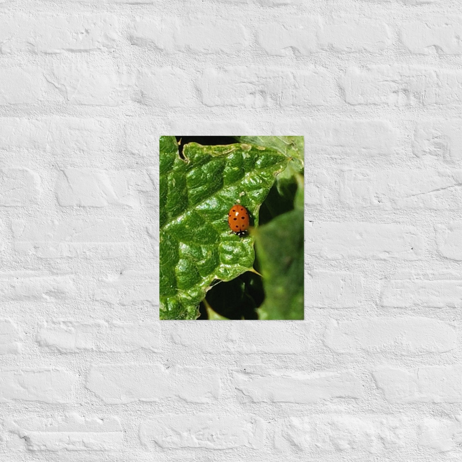 Ladybug on a Spiky Leaf: Alex Pendle Matte Photo Print, Sees Nature Series - Death World LLC - 11″×14″
